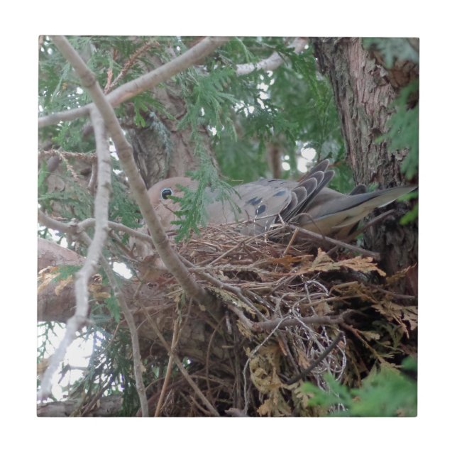 Azulejo De Cerâmica Assentamento da pomba da manhã (Frente)