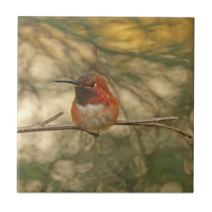 Azulejo De Cerâmica Assento Rufous do colibri