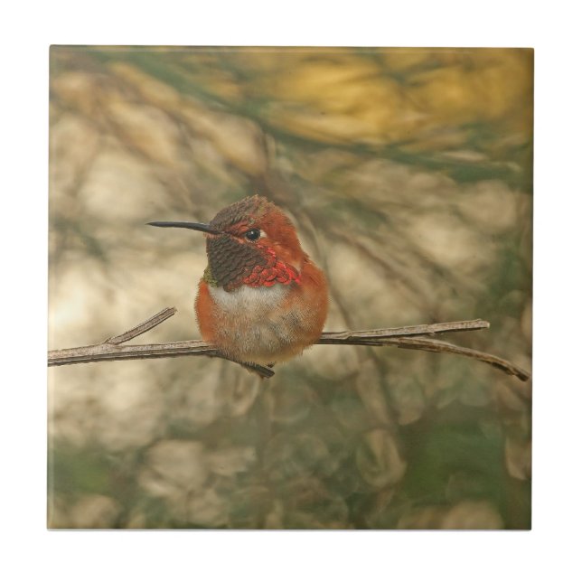Azulejo De Cerâmica Assento Rufous do colibri (Frente)