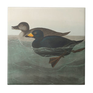 Azulejo De Cerâmica Audubon American Scoter Duck Classic