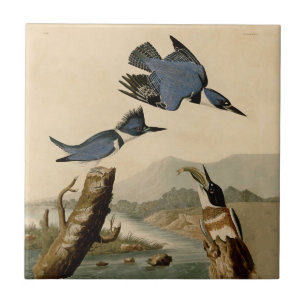 Azulejo De Cerâmica Audubon Belfisher Kingfisher Wildlife Bird