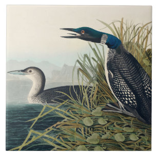 Azulejo De Cerâmica Audubon Bird Loon Diver Classic