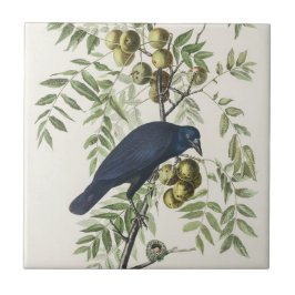 Azulejo De Cerâmica Audubon Black Crow American Bird Ilustração
