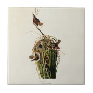 Azulejo De Cerâmica Audubon Marsh Wren Bird Art