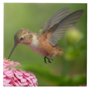 Azulejo De Cerâmica August Zinnia Flower Hummingbird