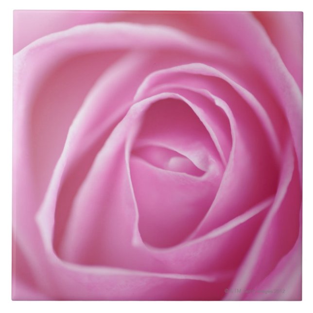 Azulejo De Cerâmica Aumentou, Alemanha (Frente)