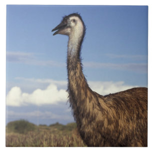 Azulejo De Cerâmica Austrália, Austrália Ocidental. Emu (Dromaius)