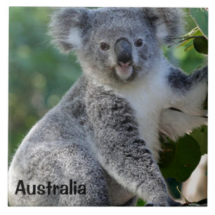 Azulejo De Cerâmica Austrália: coala australiana fofinho bonito