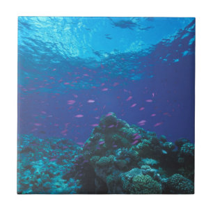 Azulejo De Cerâmica Austrália, Grande Barreira de Coral. Enxame de Rox