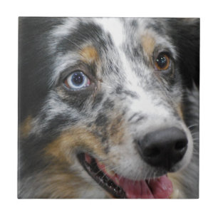Azulejo De Cerâmica australian-shepherd-32.jpg