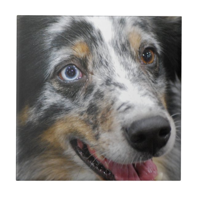 Azulejo De Cerâmica australian-shepherd-32.jpg (Frente)