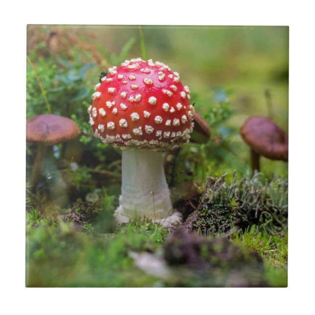 Azulejo De Cerâmica Autumn Beauty (Frente)