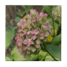Autumn Hydrangea Bloom com Ouro Hosta Leaves