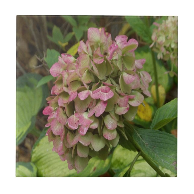 Azulejo De Cerâmica Autumn Hydrangea Bloom com Ouro Hosta Leaves (Frente)