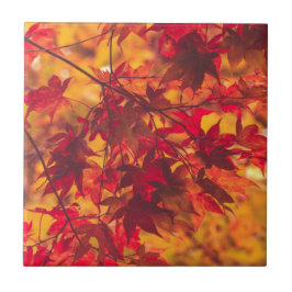 Azulejo De Cerâmica Autumn Leaves Fall Color Red Ceramic Tile