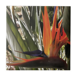 Azulejo De Cerâmica Ave do Paraíso Strelitzia Reginae - Painti acrílic