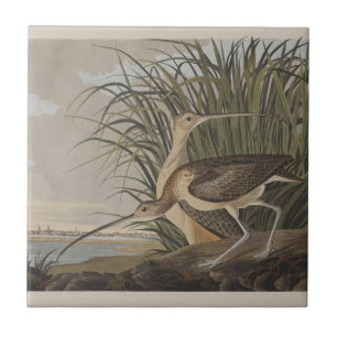 Azulejo De Cerâmica Ave-do-relvado-de-bico-longo-Audubon