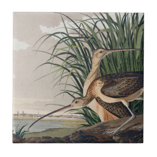 Azulejo De Cerâmica Ave-do-relvado-de-bico-longo-Audubon