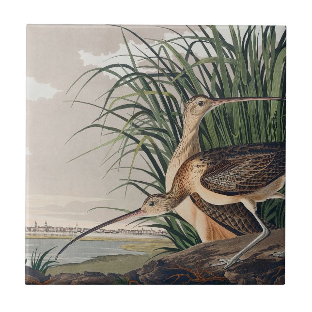 Azulejo De Cerâmica Ave-do-relvado-de-bico-longo-Audubon (Frente)