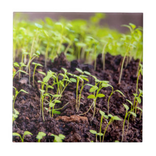 Azulejo De Cerâmica Aveia