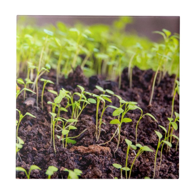 Azulejo De Cerâmica Aveia (Frente)