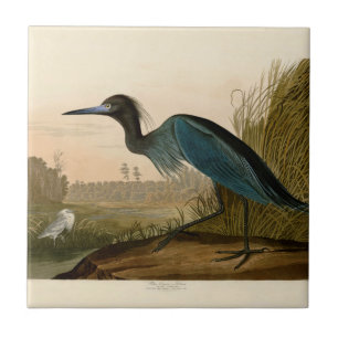 Azulejo De Cerâmica Aves da América de Crane Azul de Audubon