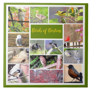 Azulejo De Cerâmica Aves da Colagem de Fotos de Boston