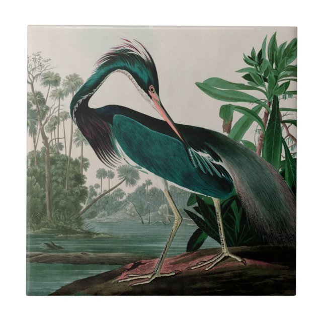 Azulejo De Cerâmica Aves do Herão da Louisiana da Impressão de Audubon (Frente)