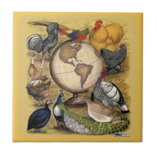 Azulejo De Cerâmica Aves domésticas do mundo