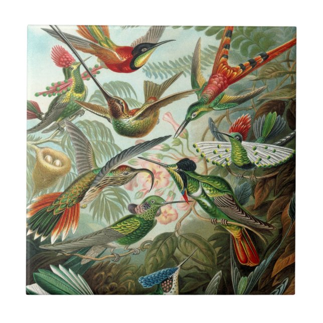 Azulejo De Cerâmica Aves-humanos por Ernst Haeckel, Árvores de Aves Vi (Frente)