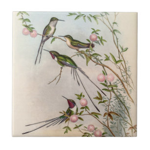 Azulejo De Cerâmica Aves-humanos por John Gould