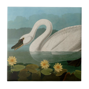 Azulejo De Cerâmica Aves Swan Americanas Comuns da América de Audubon