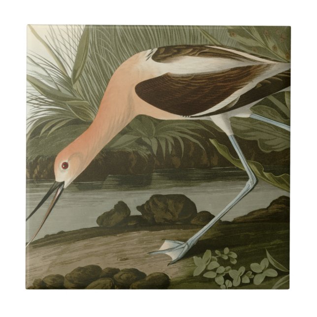Azulejo De Cerâmica Avocet americano (Frente)