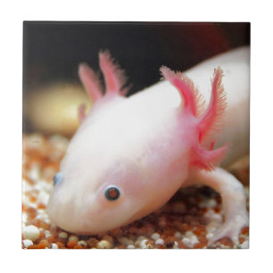 Azulejo De Cerâmica Axolotl Weißling