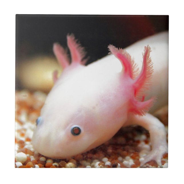 Azulejo De Cerâmica Axolotl Weißling (Frente)