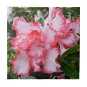 Azulejo De Cerâmica Azaleas Primavera Floral, Vermelhas Duplas e Branc