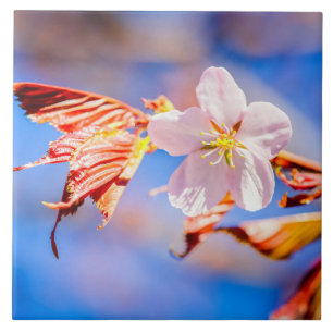 Azulejo De Cerâmica Azul-céu cor-de-rosa Sakura