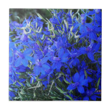 Azul estético Lobelia florescente cottagecore jard