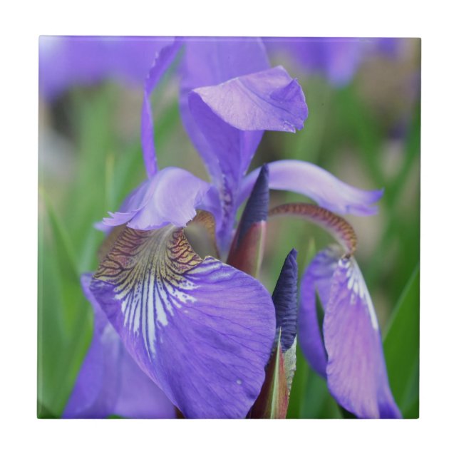 Azulejo De Cerâmica Azul Sinalizador Iris Flor Natureza (Frente)
