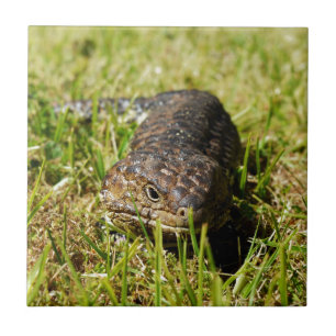 Azulejo De Cerâmica Azul-Tongue-Lizard A Derramar A Grama,