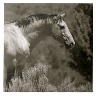 AZULEJO DE CERÂMICA AZULEJO DE CÉRAMICA MUSTANG