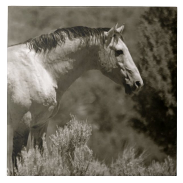 AZULEJO DE CERÂMICA   AZULEJO DE CÉRAMICA MUSTANG (Frente)