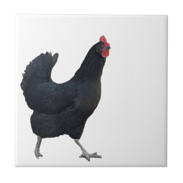 Azulejo De Cerâmica Azulejo de Foto de Frango  (Frente)