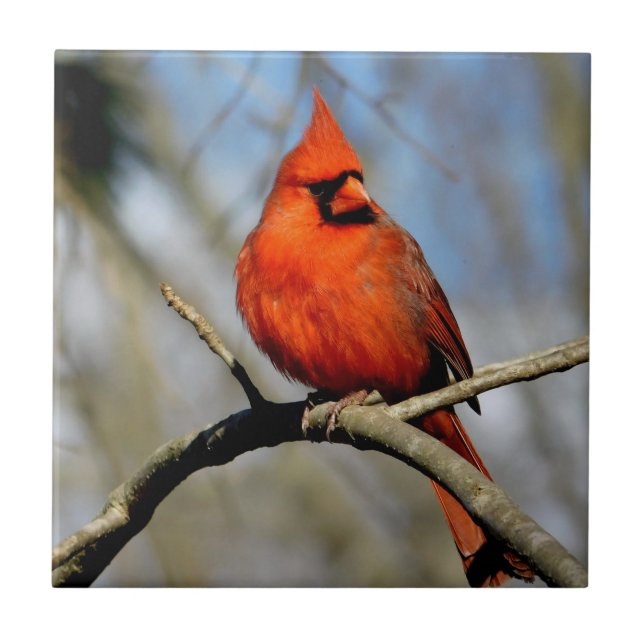 Azulejo De Cerâmica Azulejo Sunny Cardinal Cerâmica (Frente)