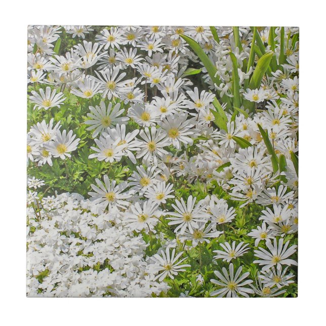 AZULEJO DE CERÂMICA  AZULEJO/TRIVET CERÂMICO COM DAISIES DE SHASTA BRAN (Frente)