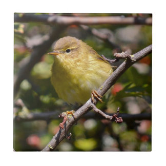 Azulejo De Cerâmica Azulejo/Trivet da toutinegra