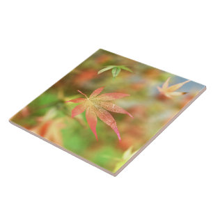Azulejo De Cerâmica Azulejo/Trivet Decorativo do Arquivo de Queda