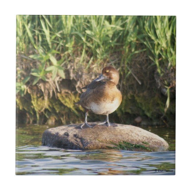 Azulejo De Cerâmica B18 Menos Scaup (Frente)