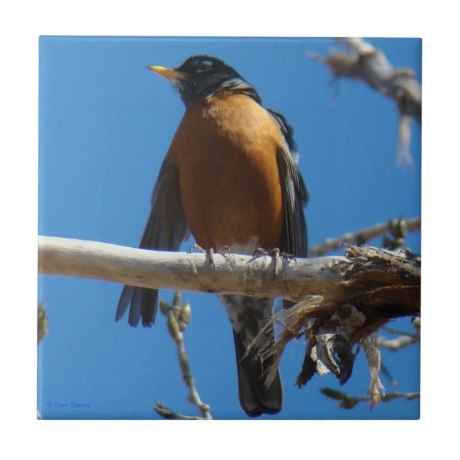 Azulejo De Cerâmica B28 Robin (Frente)