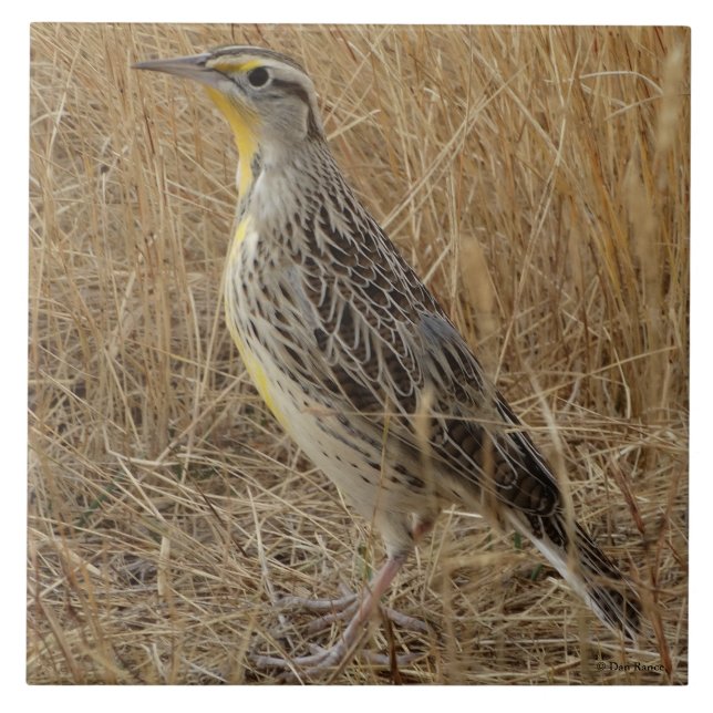 Azulejo De Cerâmica B57 Meadowlark ocidental (Frente)